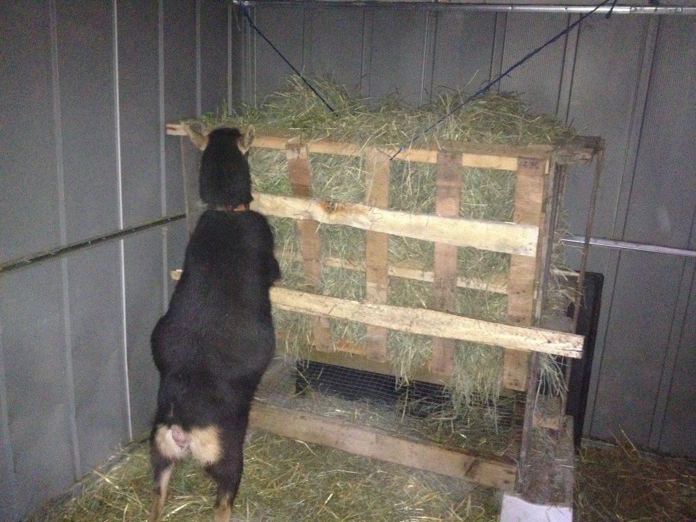 Pallet Hay feeder | BackYardHerds.com