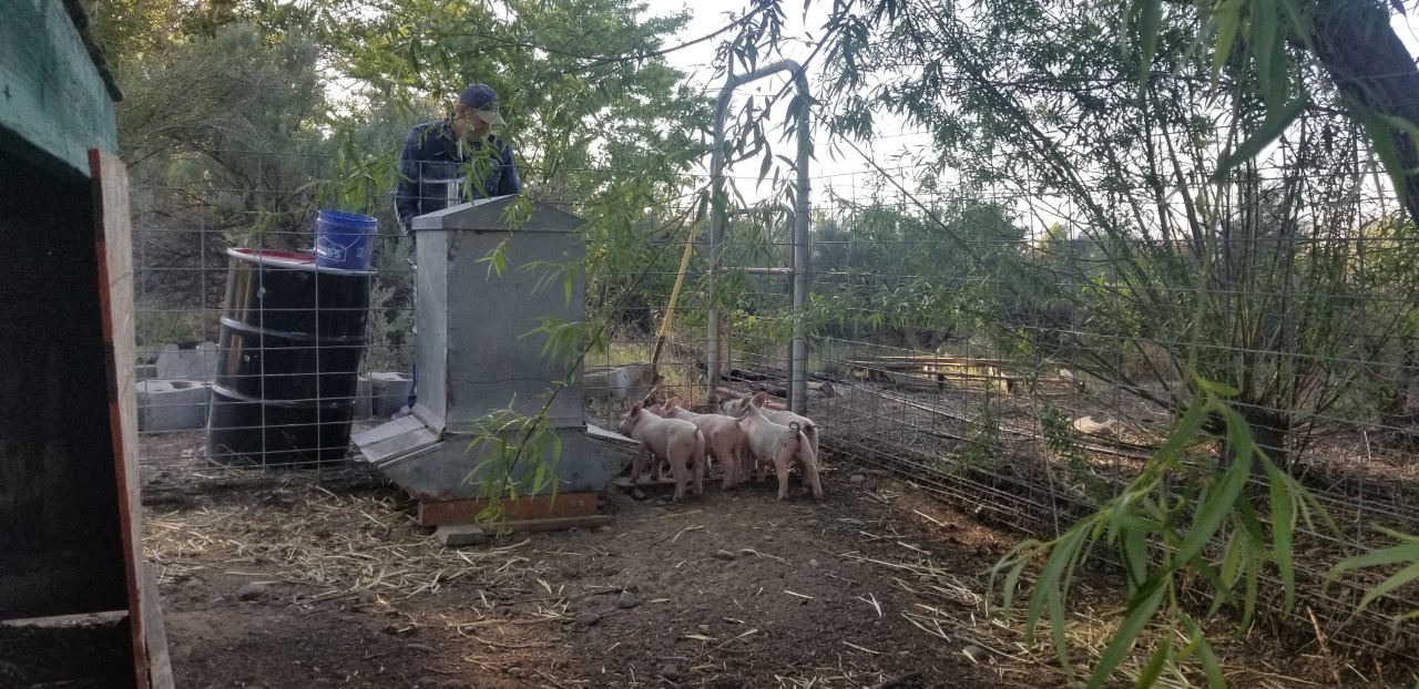 Piglets asking what ya doin 4.27.2020.jpg