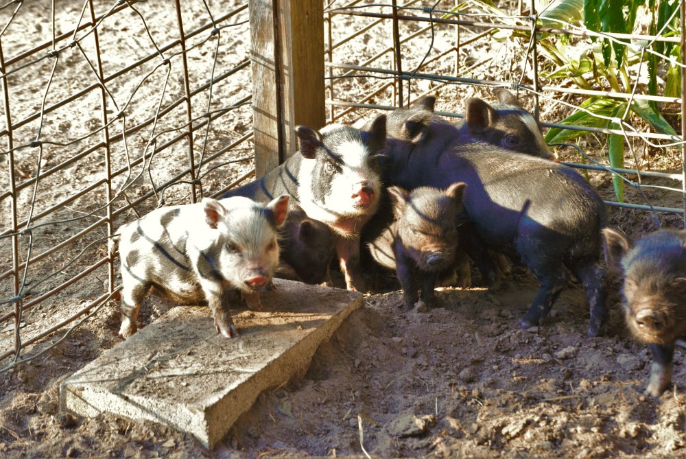 piglets3.jpg