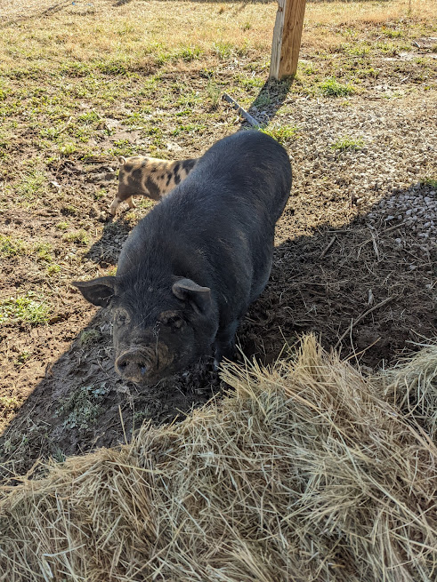 Pigs 021922 2.jpg