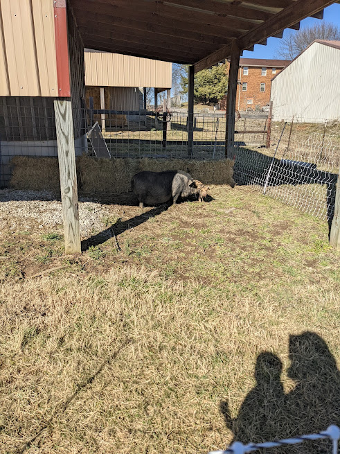 Pigs021922 1.jpg