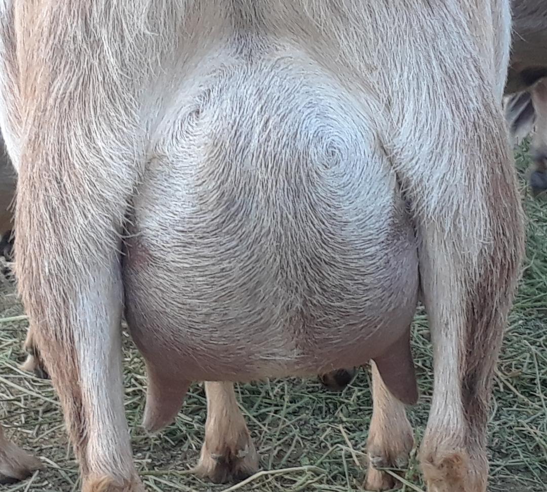 Ponys udder.jpg