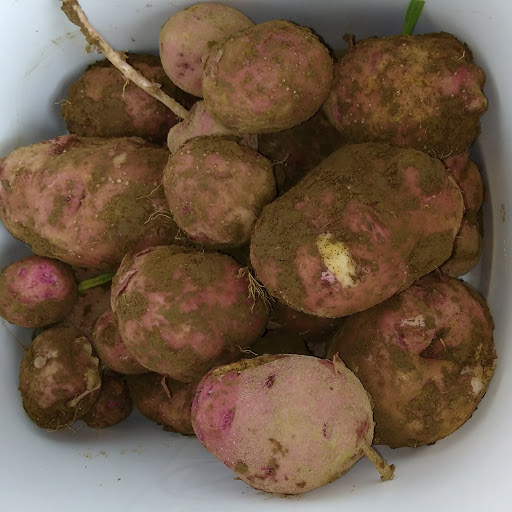 Potatoes 1st digging 2 July 2017.jpg