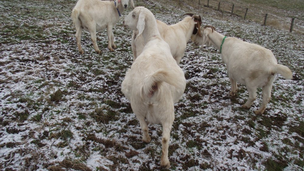 Pregnant goats 017.JPG