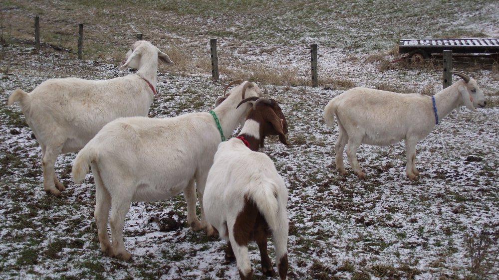 Pregnant goats 021.JPG