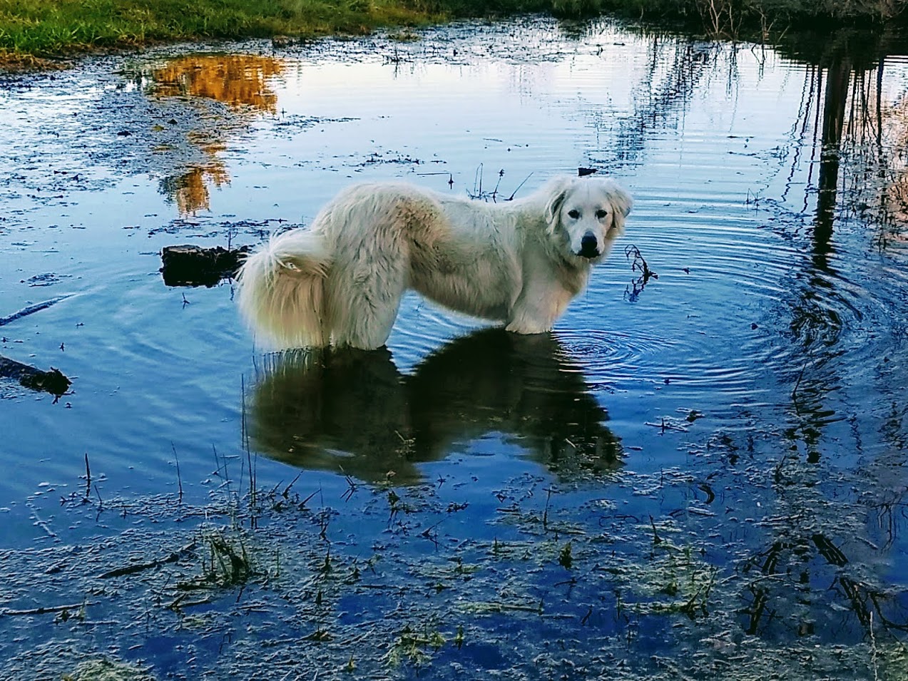 pyreneesinthepond.jpg