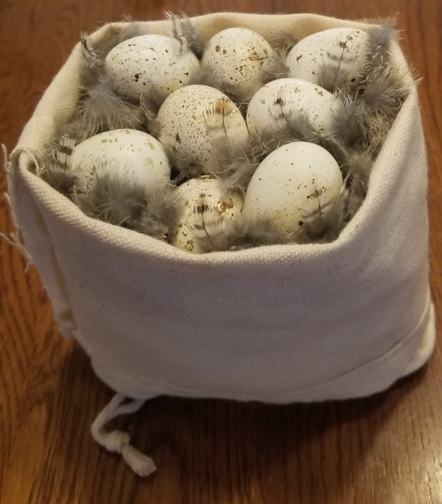 Quail Eggs Display.jpg