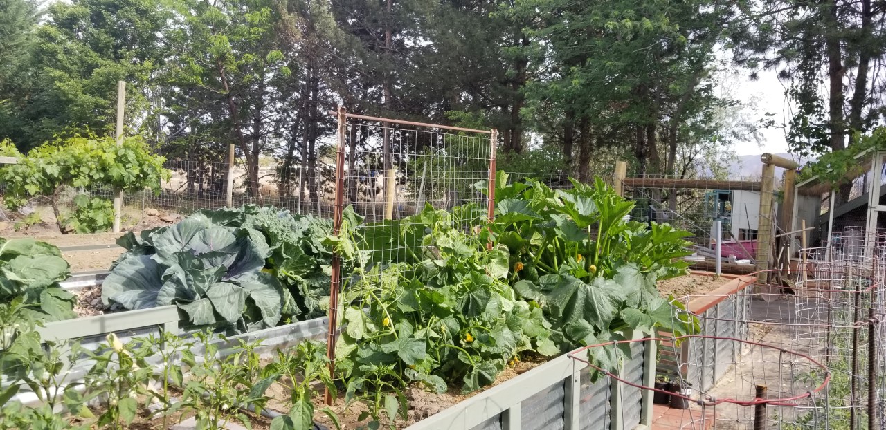 Raised Bed Cucumber Trellis 6.2.2020.jpg