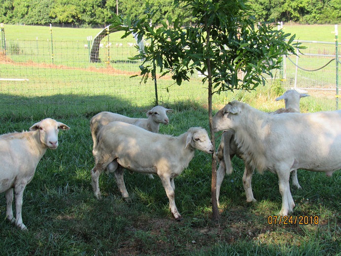 Ram lamb 90 days old 24 July 2018.JPG