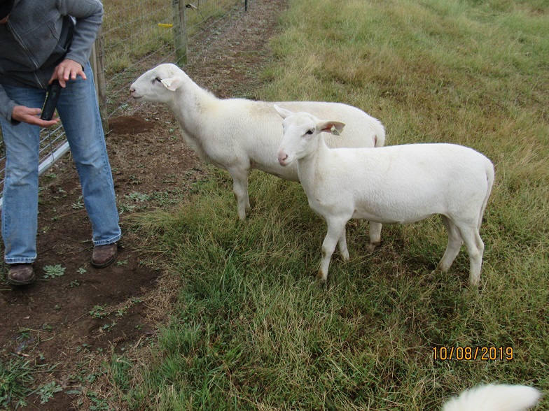 Ram lamb and wether 8Oct 2019.JPG