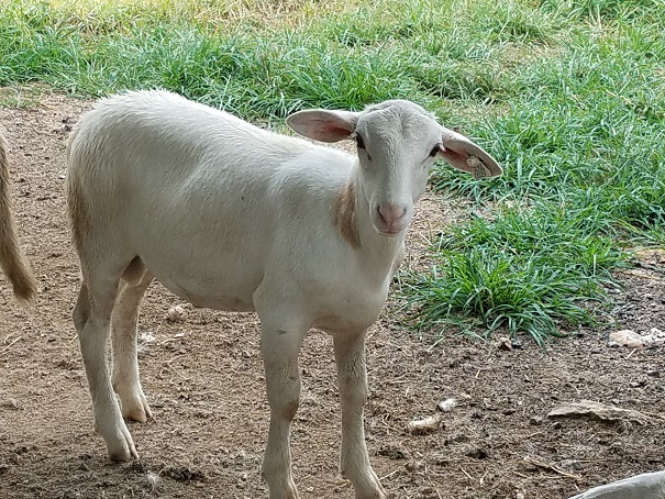 Ram lamb TN39  Aug 2018.jpg