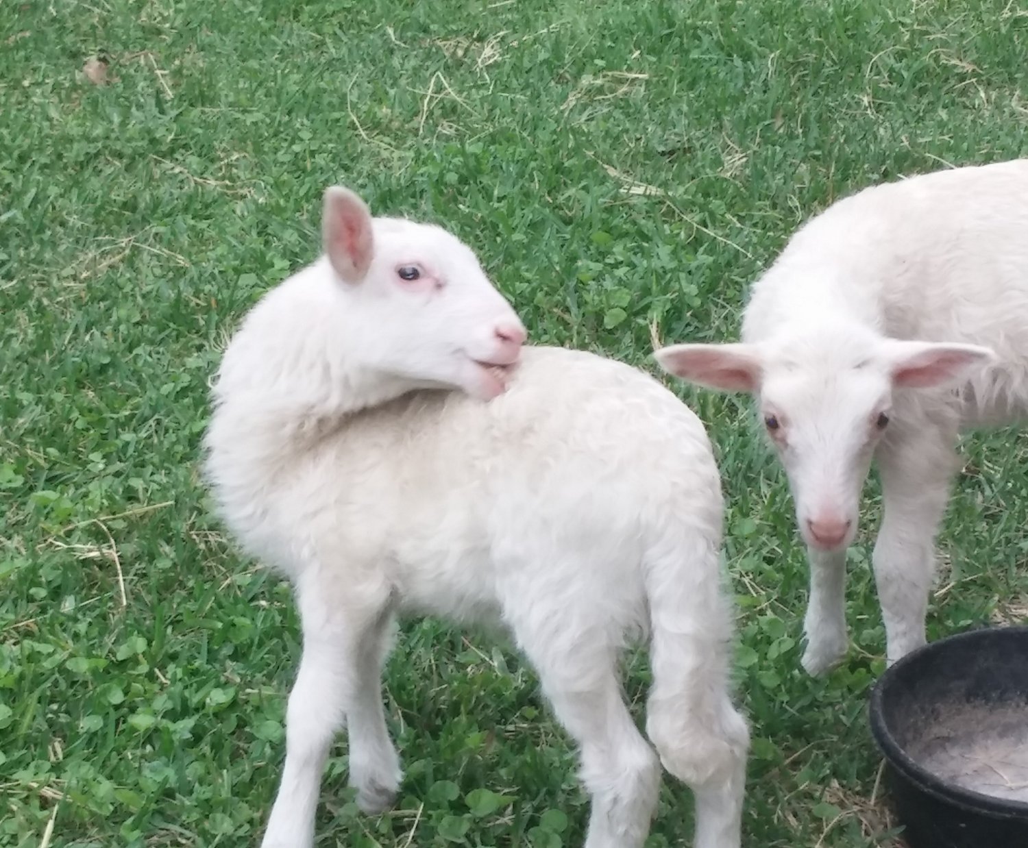 ram lambs 1 wk.jpg