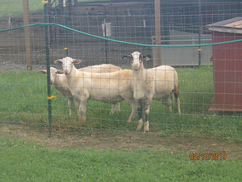 Ram lambs 10 Aug 2019.JPG