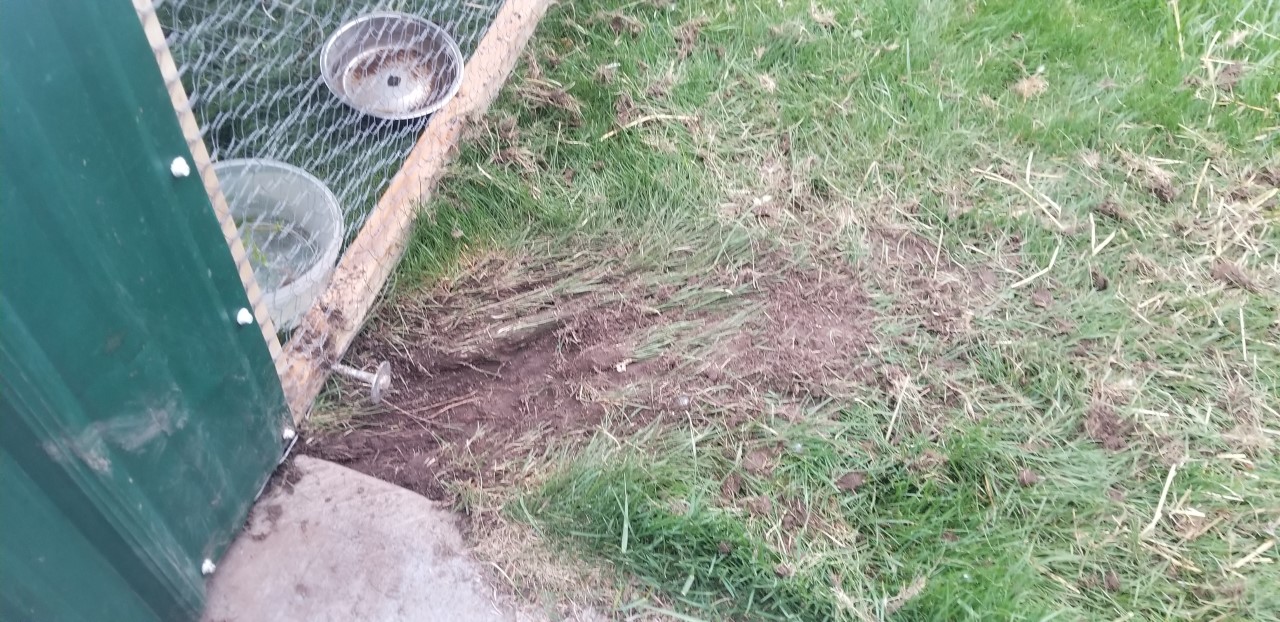 Rottweiler tried to dig  4.29.2020.jpg