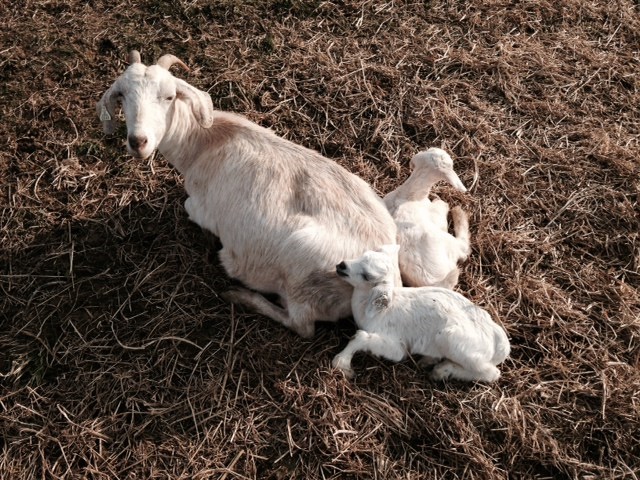 rusty and babies.jpg