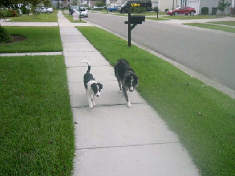 Sassy & Lance Walking 9_27_2015.JPG