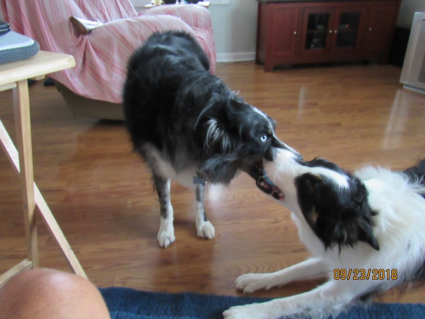 Sassy & Lance with ball 23 Sep 2018.JPG