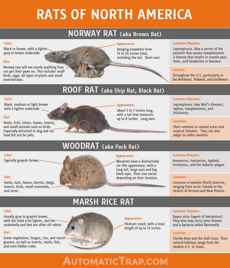 Screenshot 2024-09-30 at 20-43-03 infographic_rats-final.jpg (WEBP Image 1000 × 1166 pixels) —...png