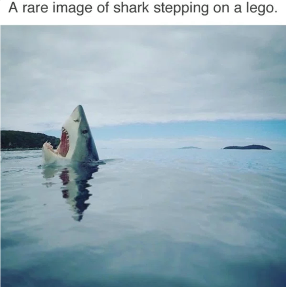 shark.png