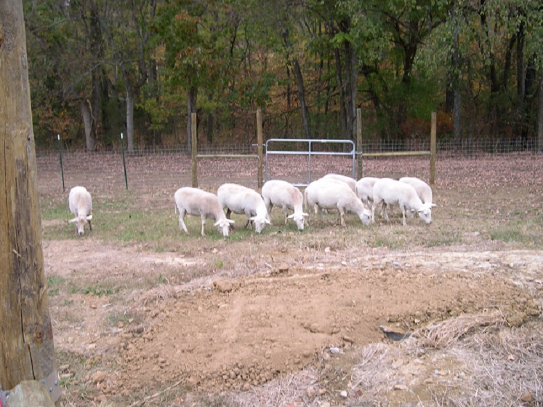 Sheep at home.JPG