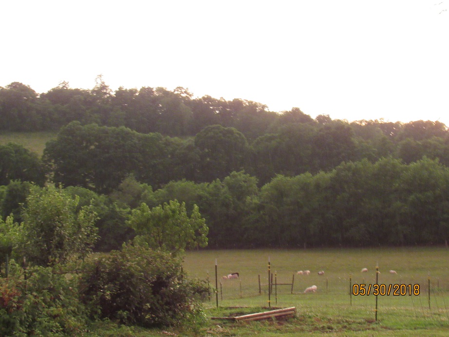 Sheep at sunset 30 May 2018.JPG