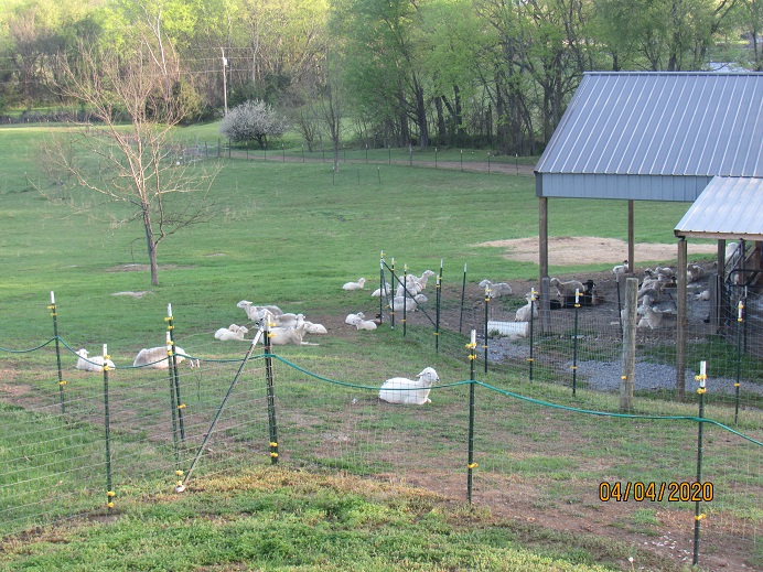 Sheep in the morning 4 Apr 2020.JPG