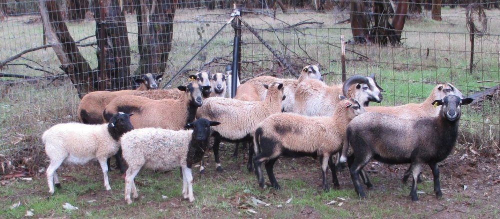 Sheep pic 1.JPG