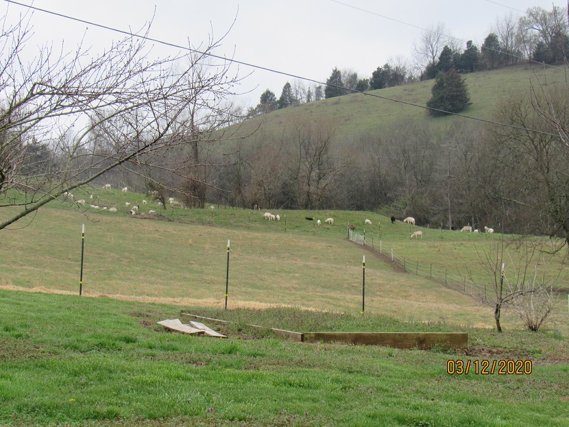 Sheep south paddock 12 Mar 2020.JPG