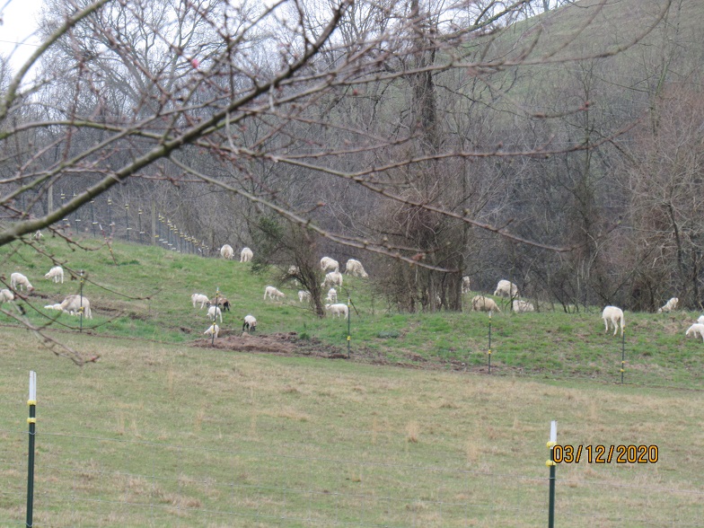 Sheep south paddock2 12 Mar 2020.JPG