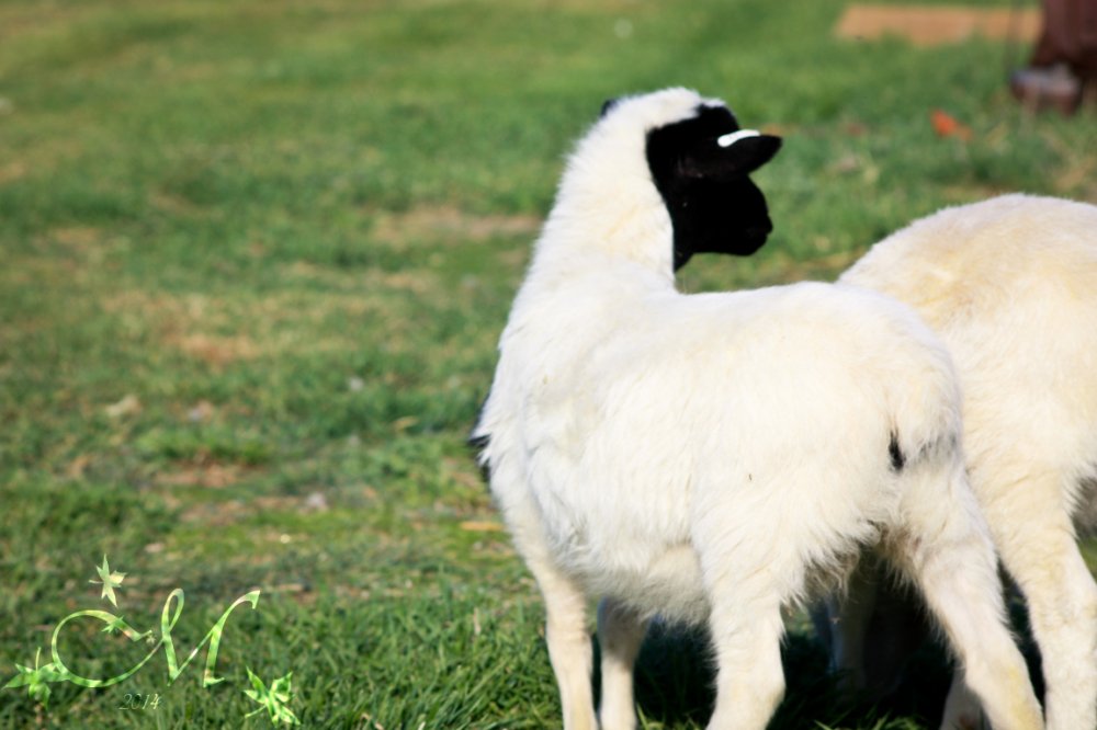 Sheep01SMW_zps2f619a82.jpg