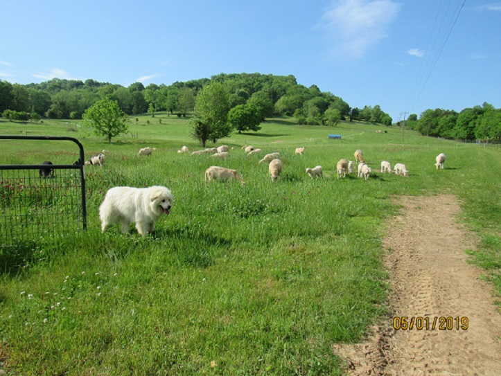 Sheep2 1 May 2019.JPG