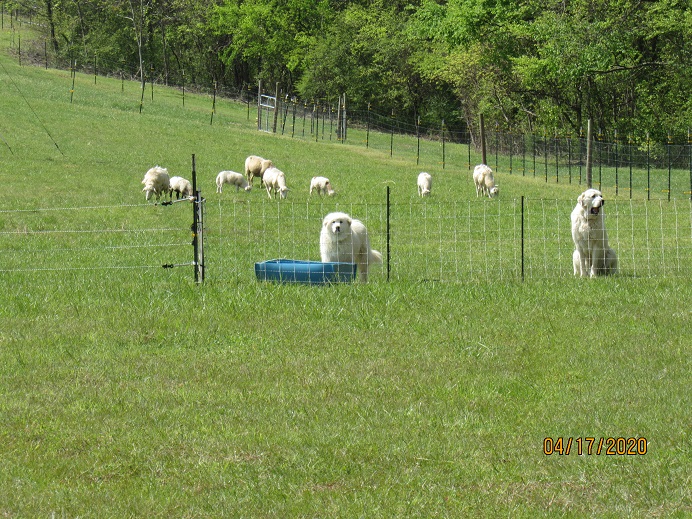 Sheep2 17 Apr 2020.JPG