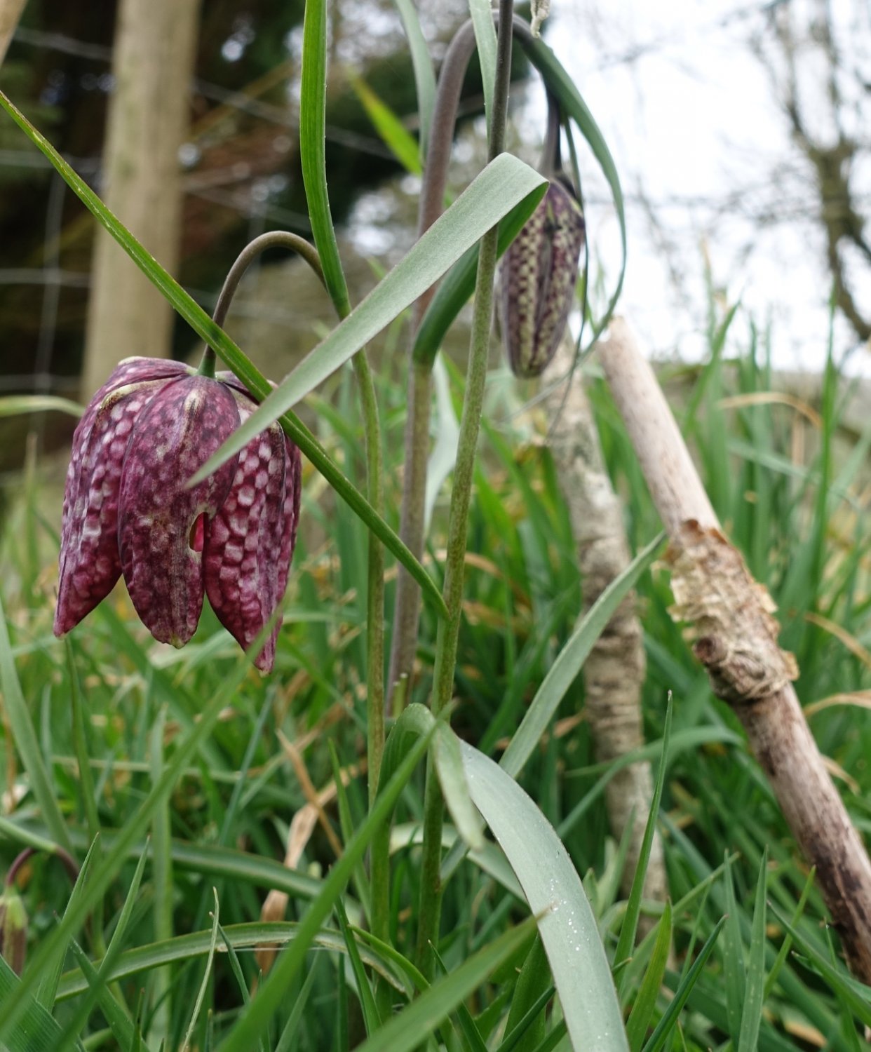 Snakeshead lillies.jpg