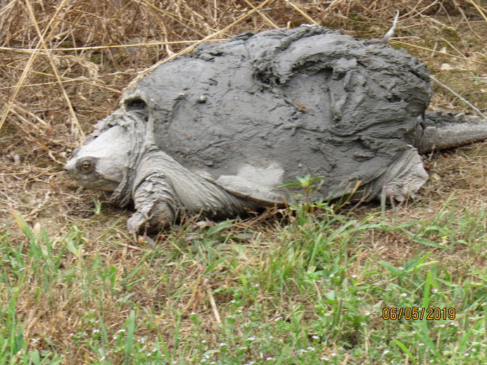 Snapping turtle1.JPG