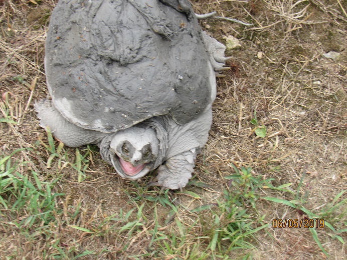 Snapping turtle3.JPG