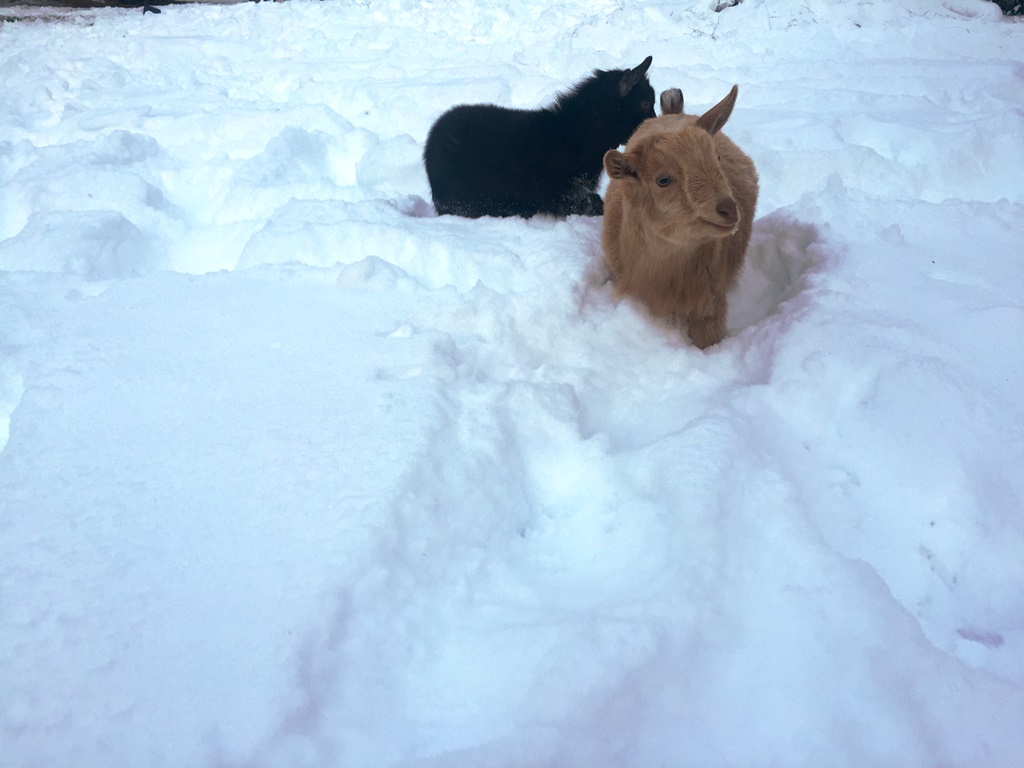 Snow 2 babies trying to stay on path.JPG