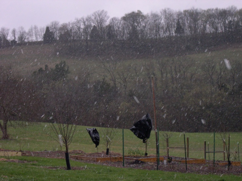 Snowing 11 Mar 2017.JPG