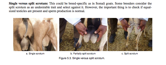 split testes scrotum.png