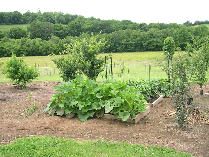 Squash and pepper beds.JPG