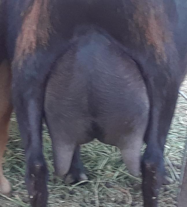 Stinker udder.jpg