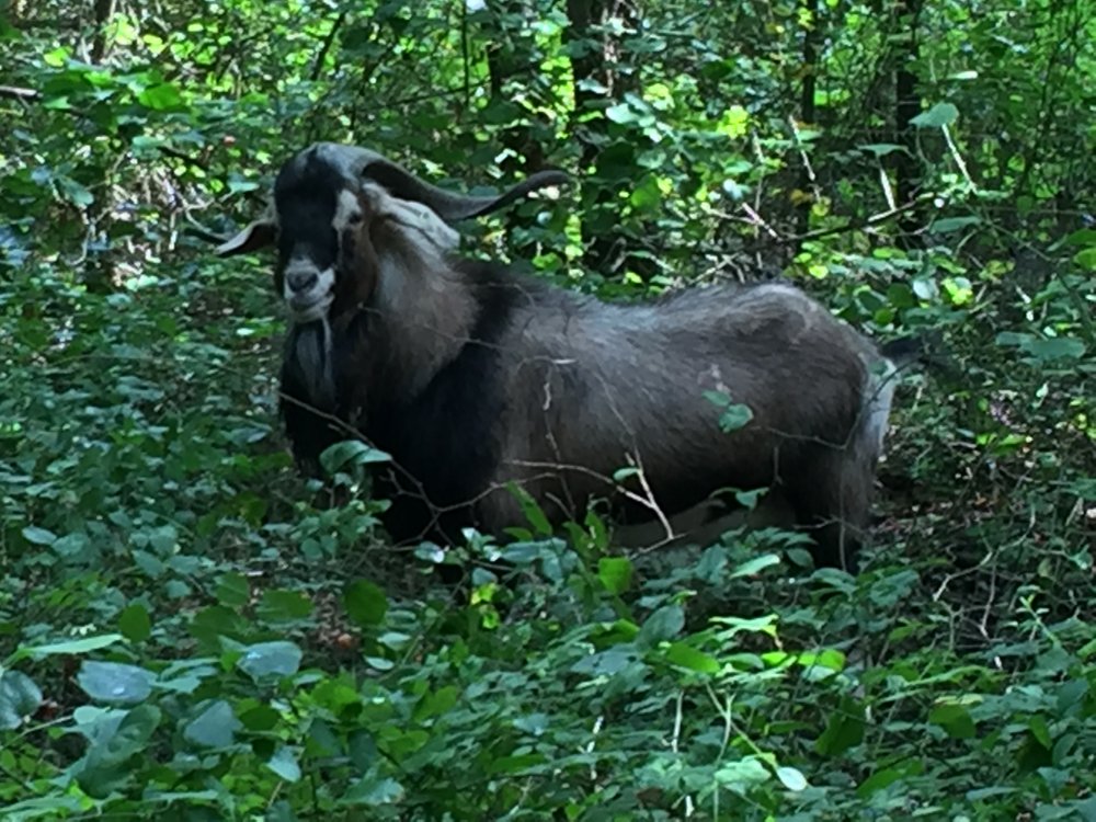 Straw Hat Kikos -Herd Sire Moses.JPG