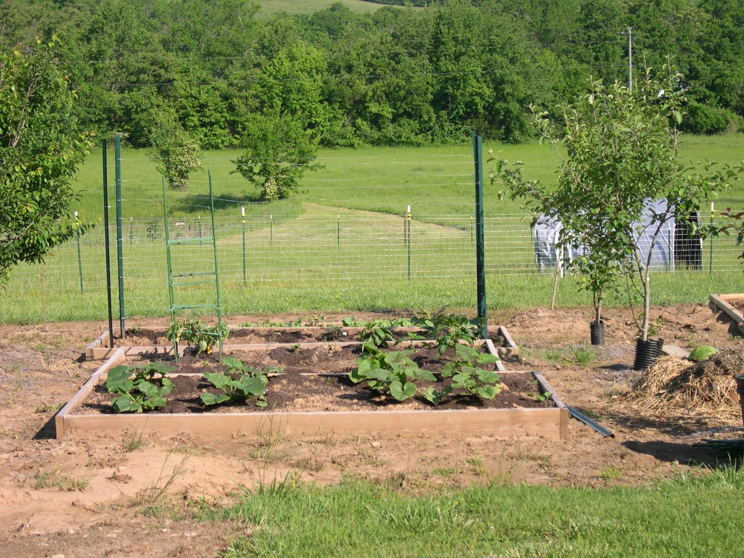 Summer squash 10 May 2017.JPG