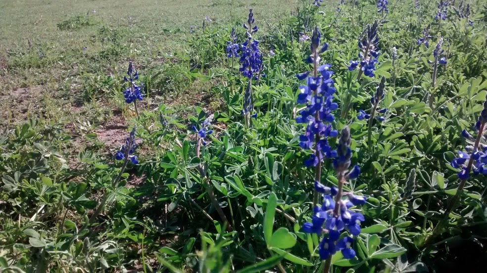 Texas Bluebonnets.jpg