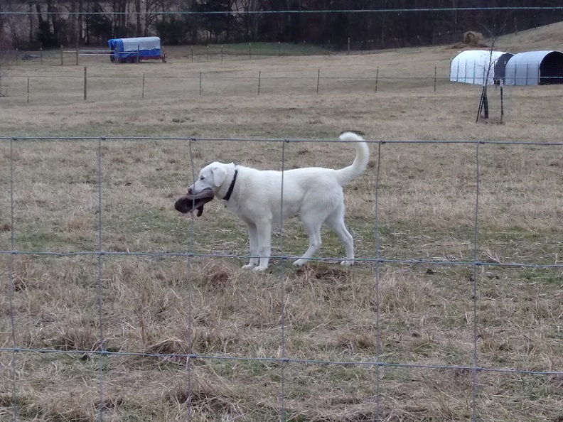 Thor & his treasure 27 Jan 2018.jpg