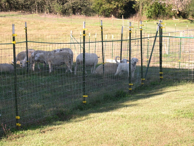 Thor & sheep 13 Oct 2017.JPG