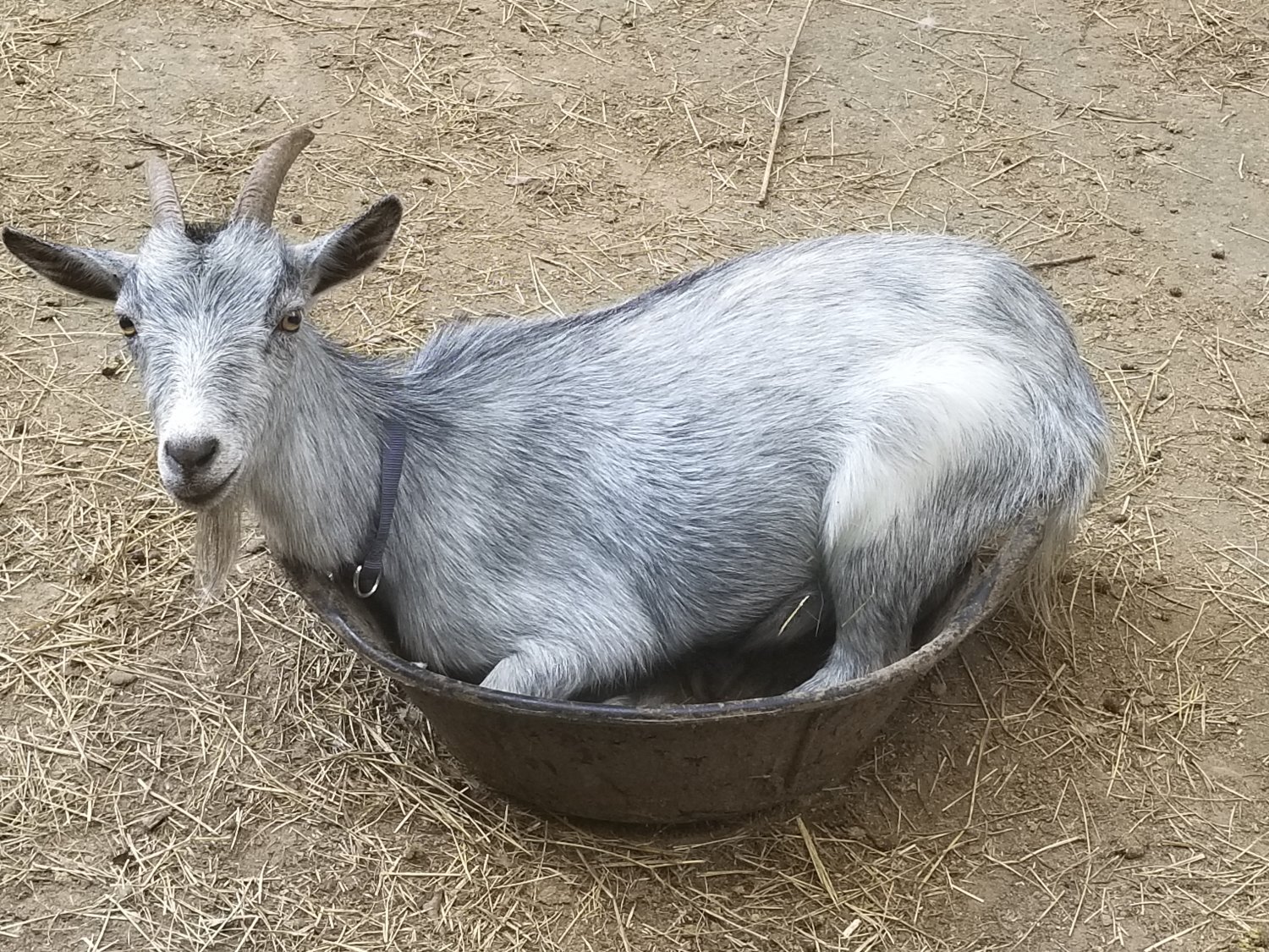 Tiny in the feed bucket.jpg