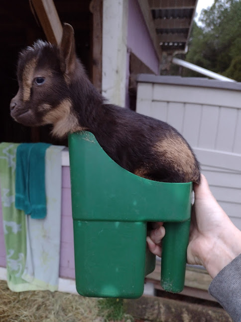 tiny tim in a scoop.jpg