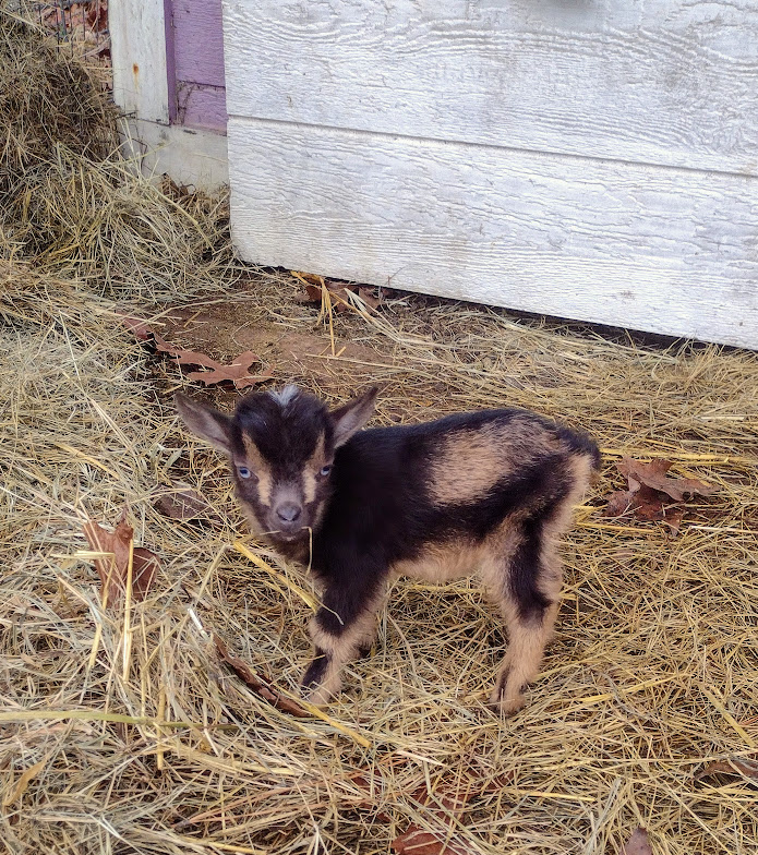 tiny tim with hay.jpg