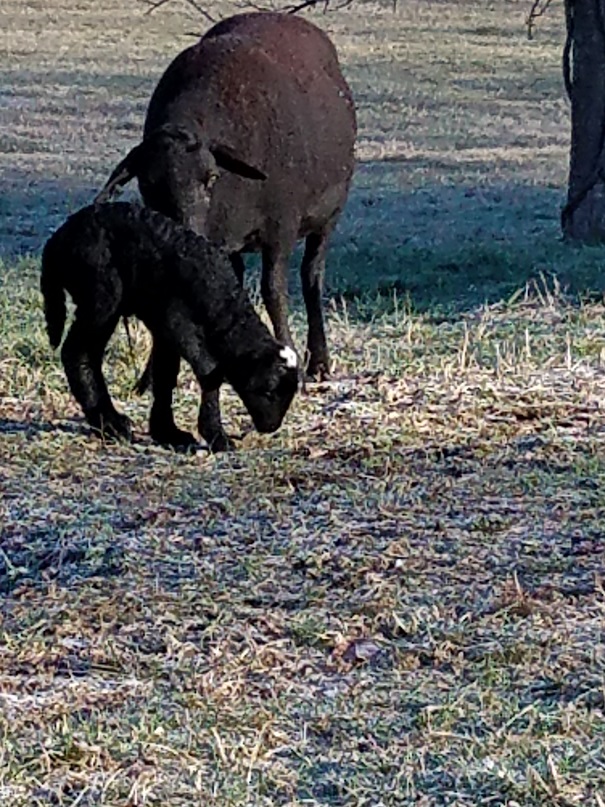 TN14 ewe lamb 27 Jan 2019.jpg