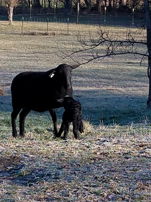 TN14 lifting ewe lamb 51.jpg